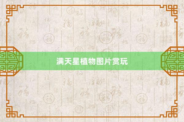 满天星植物图片赏玩